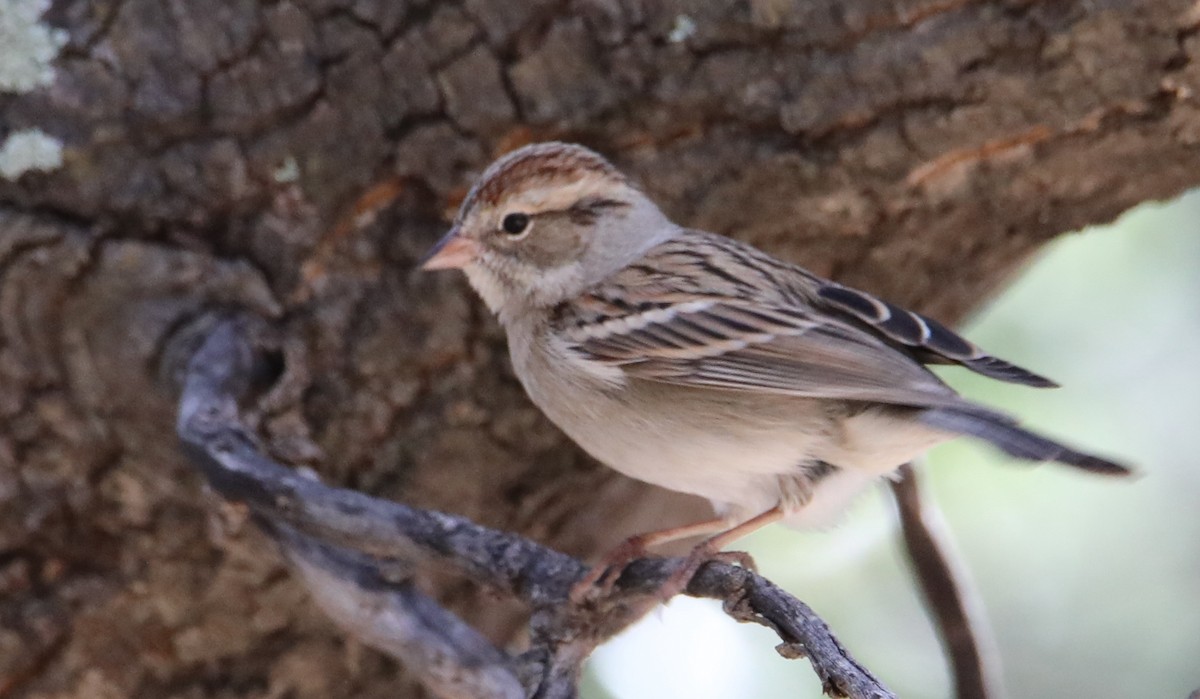 Chipping Sparrow - ML645456257