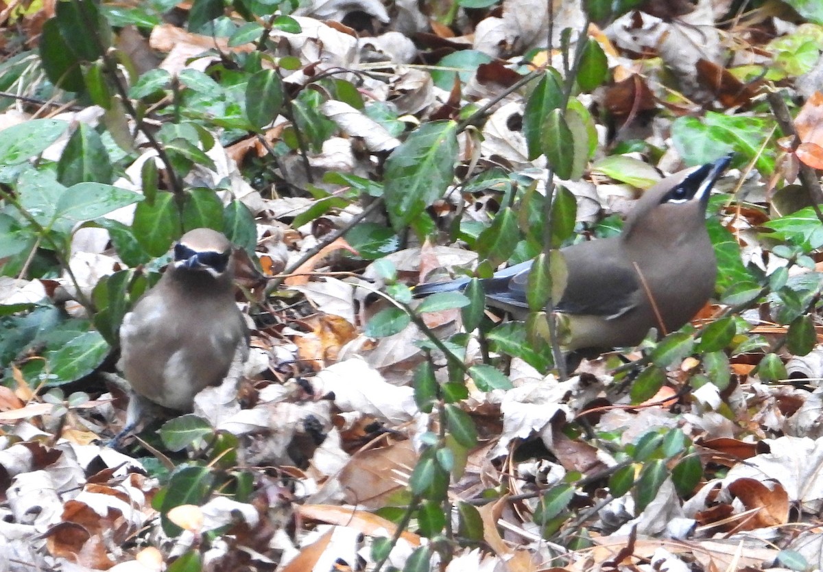 Cedar Waxwing - ML645456258