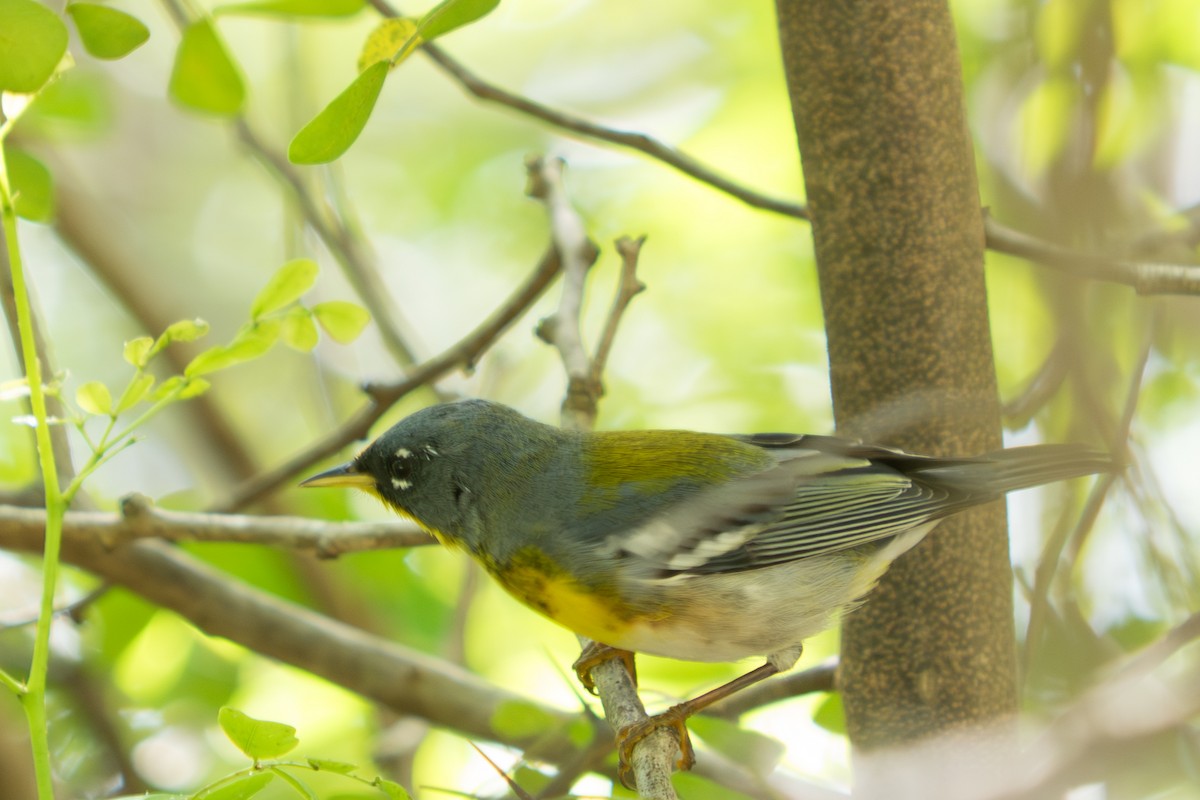 Очковая древесница - ML645456259