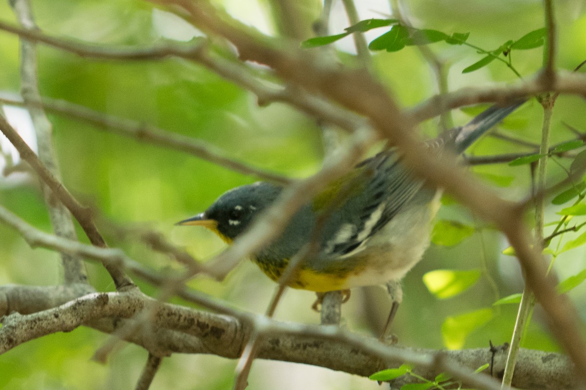 Очковая древесница - ML645456260