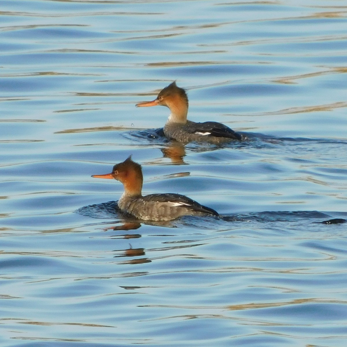 Red-breasted Merganser - ML645456269