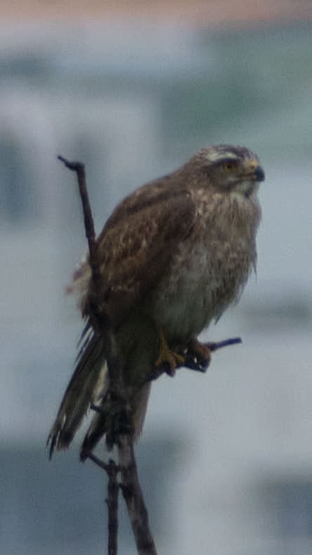 Gray-faced Buzzard - ML645456273