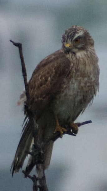 Gray-faced Buzzard - ML645456274