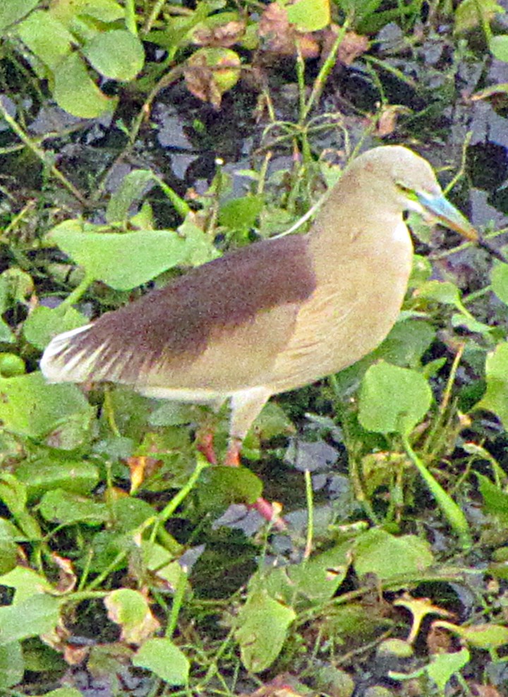 Indian Pond-Heron - ML645456277