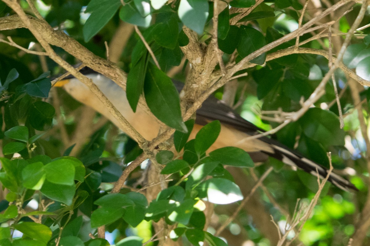 Mangrove Cuckoo - ML645456278