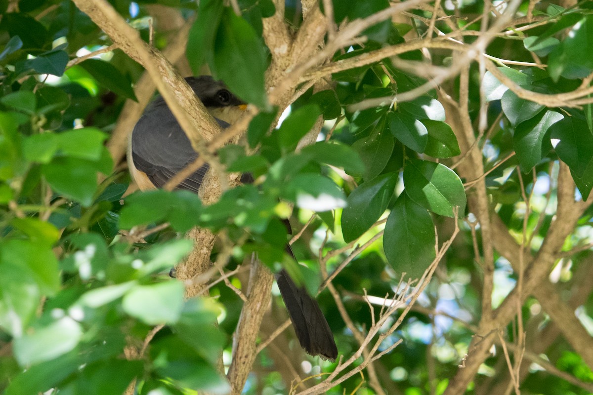 Mangrove Cuckoo - ML645456279