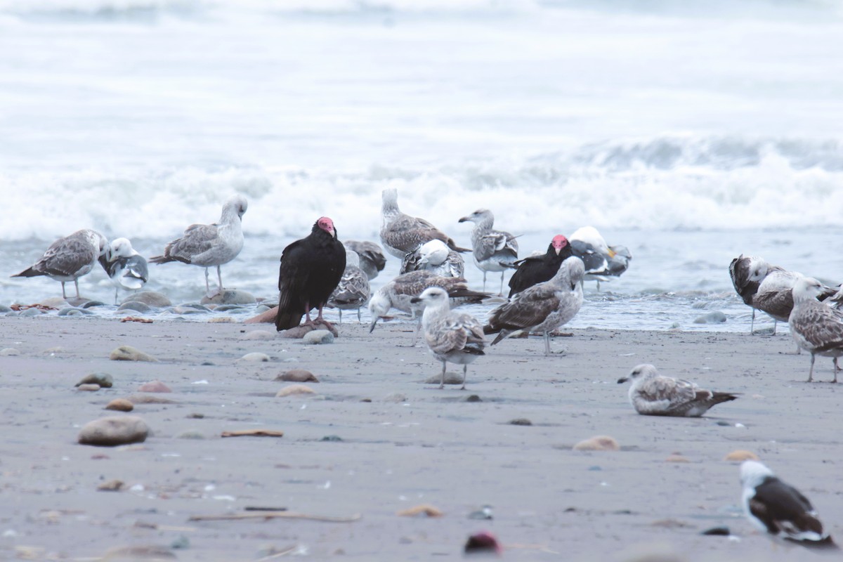 Turkey Vulture - ML645456280