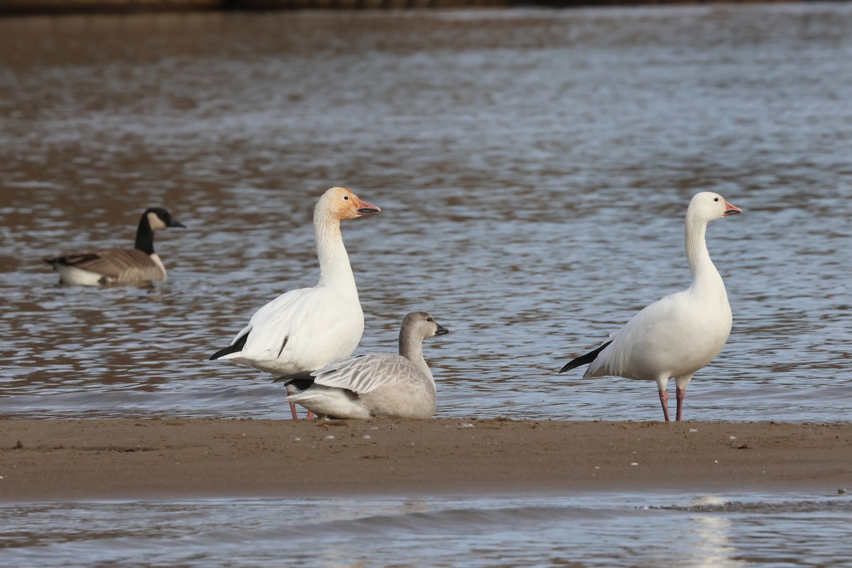 Snow Goose - ML645456282