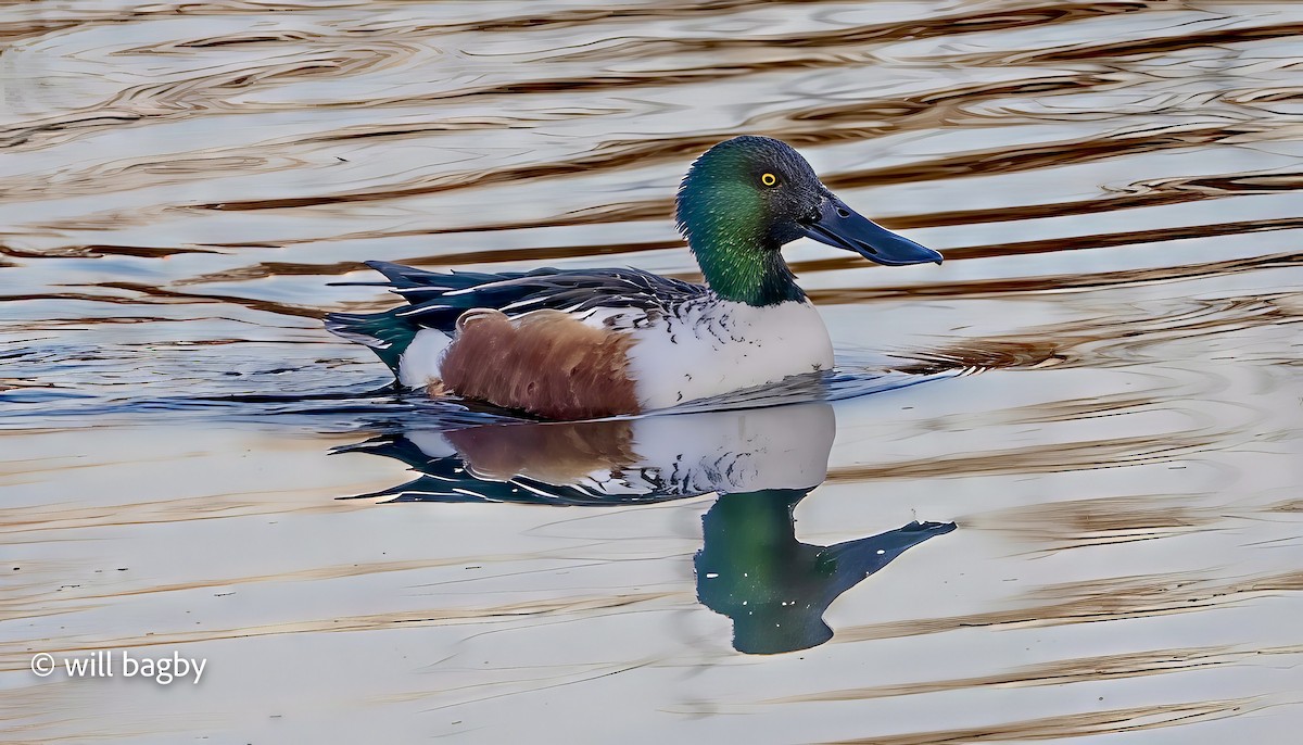 Northern Shoveler - ML645456289