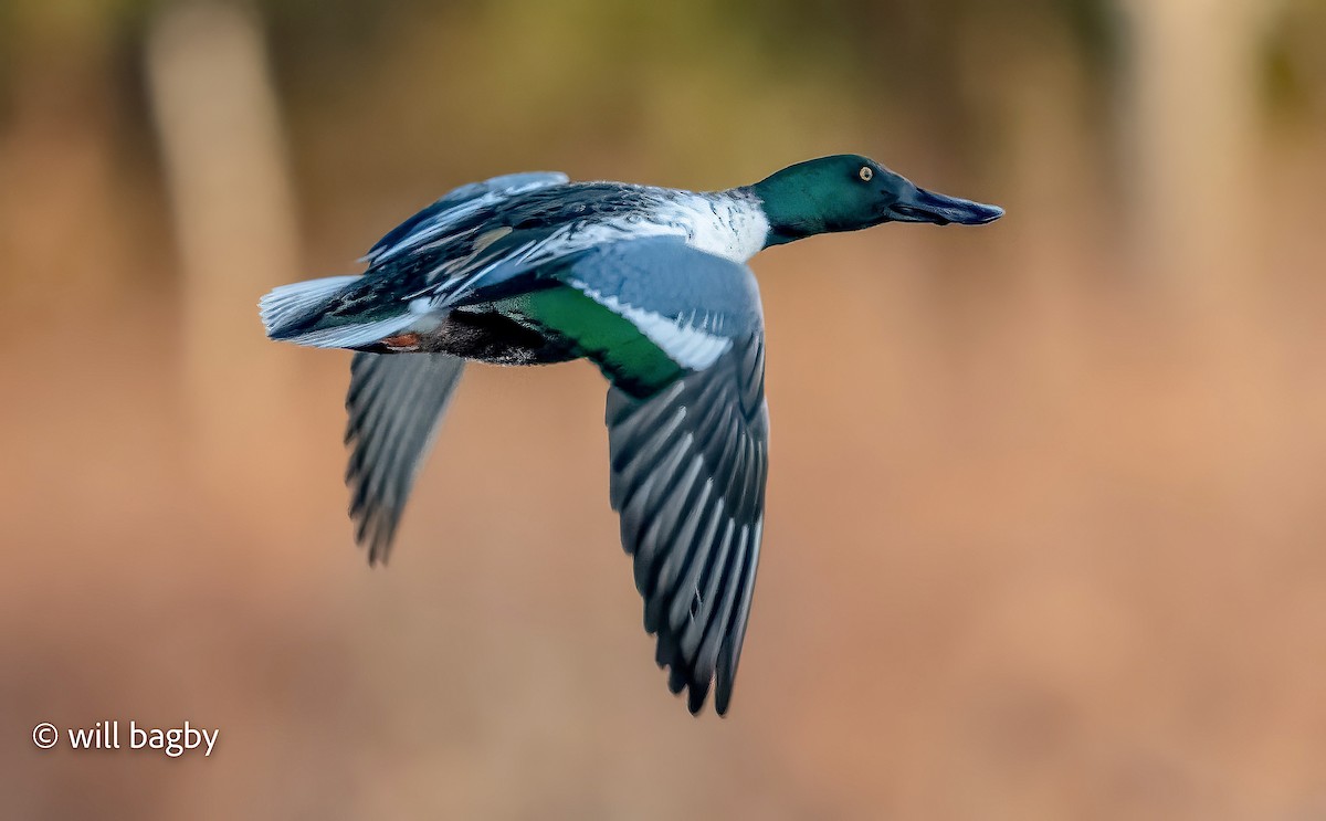 Northern Shoveler - ML645456290