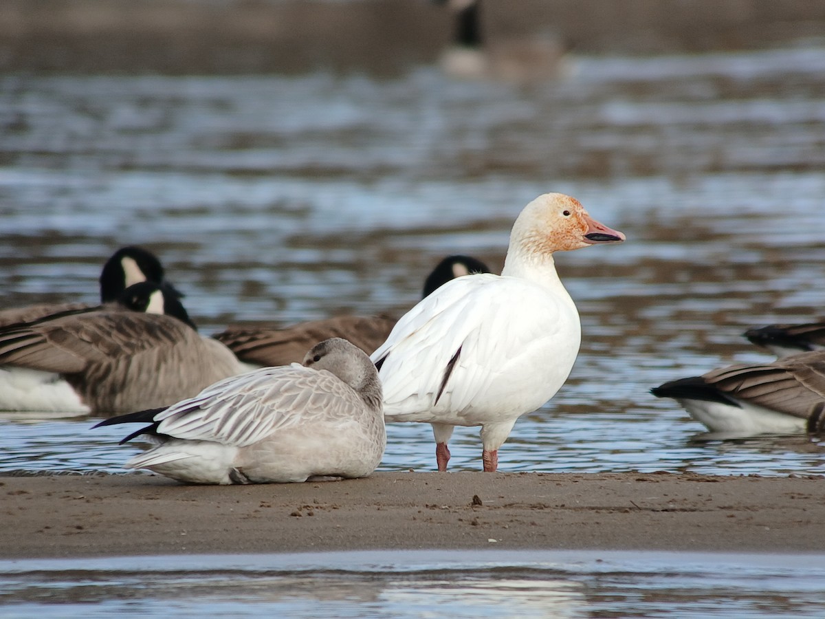 Snow Goose - ML645456304