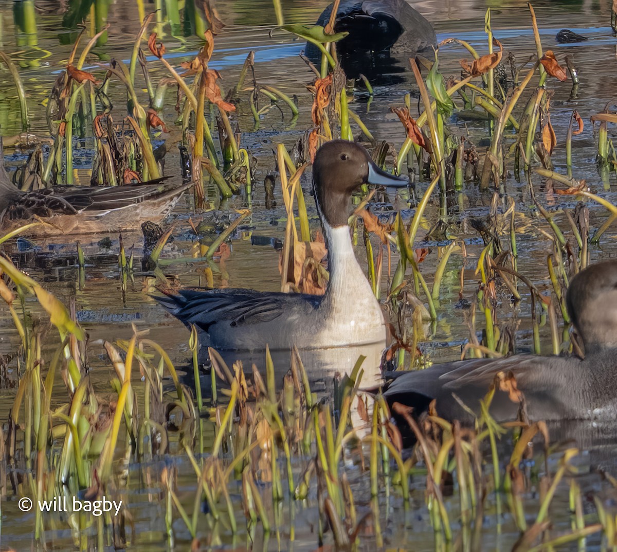 Northern Pintail - ML645456310