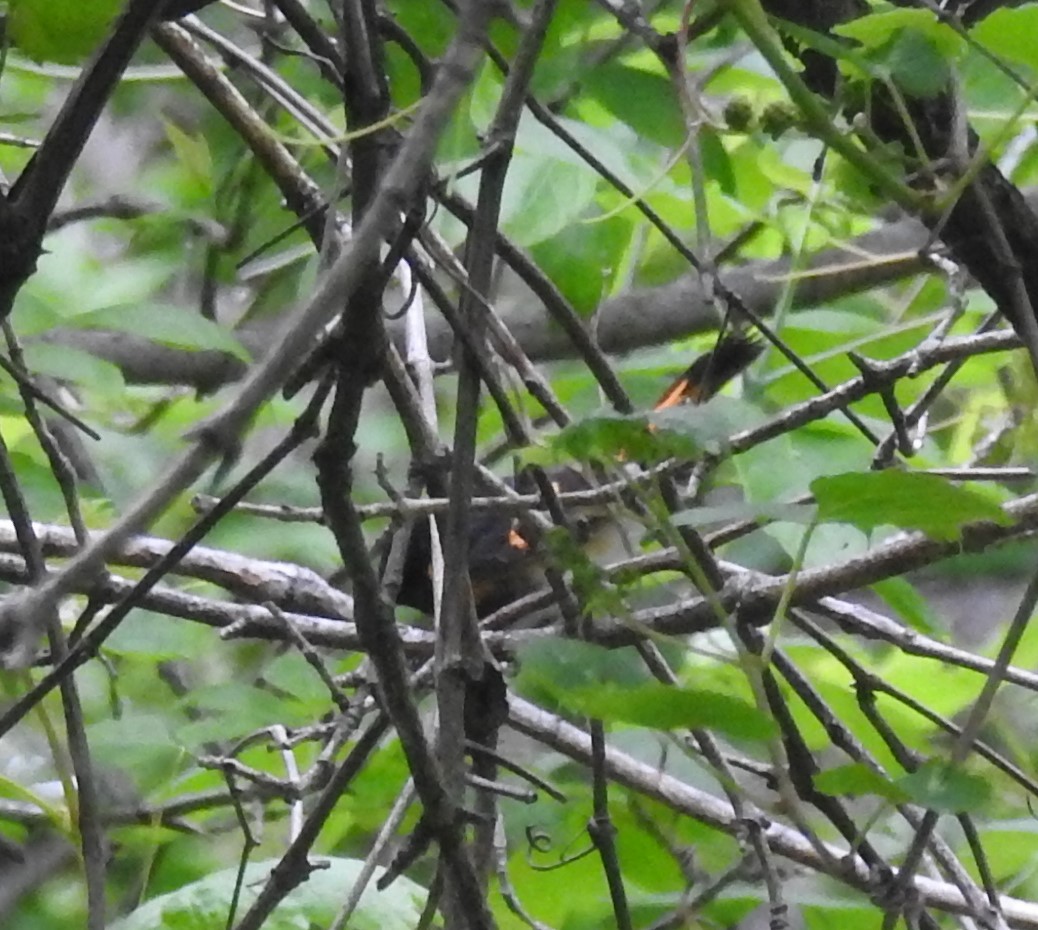 Горихвостковая древесница - ML645456311