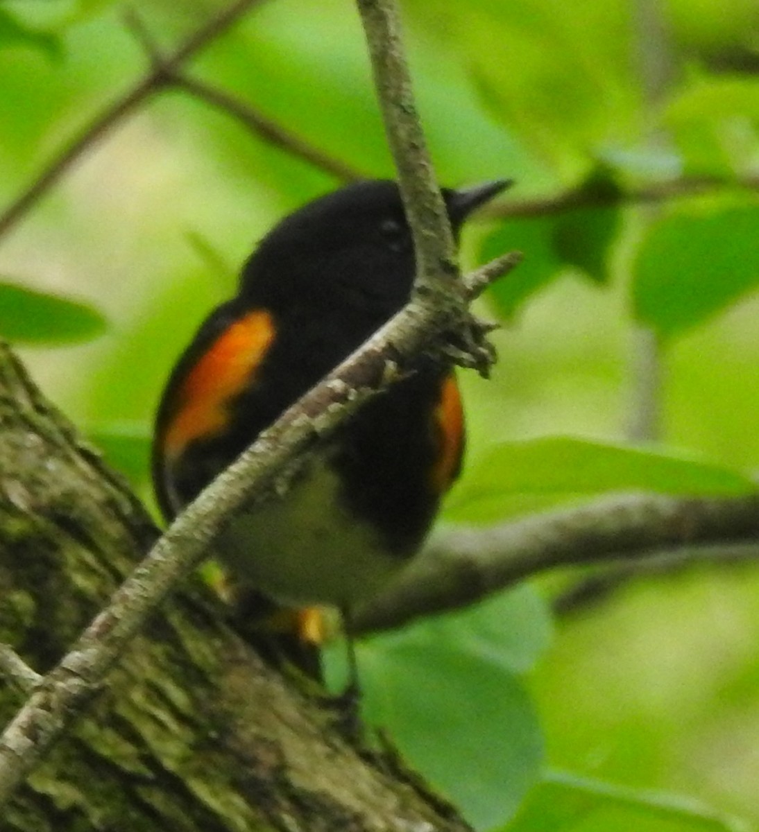 Горихвостковая древесница - ML645456312