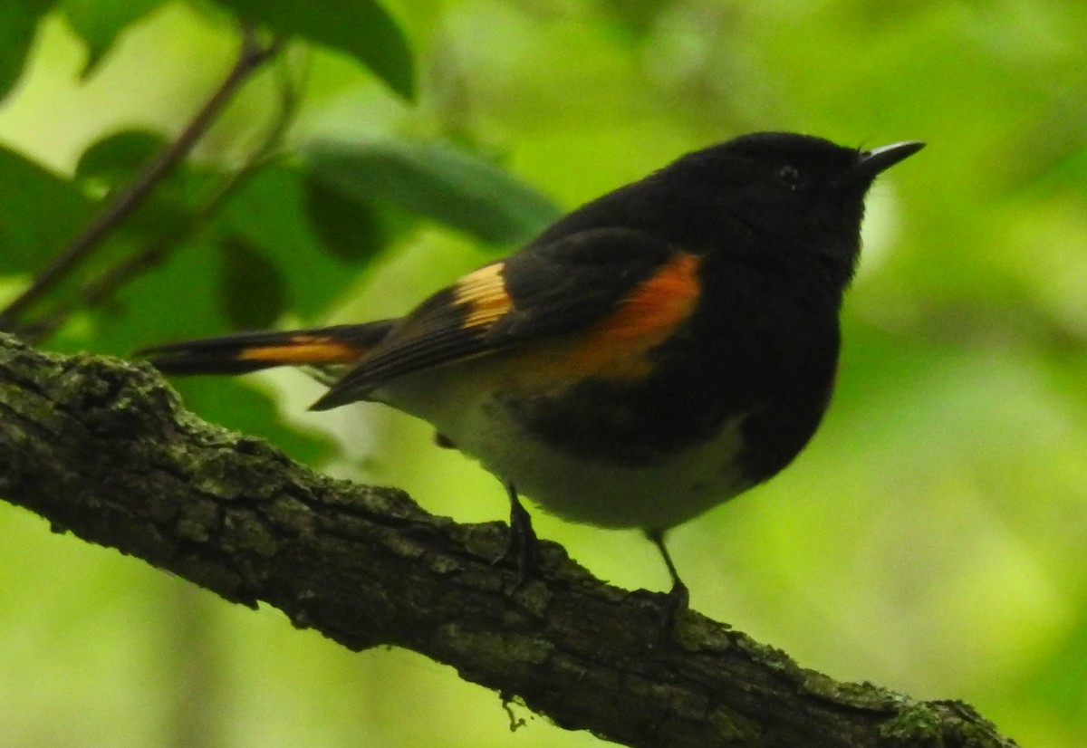 Горихвостковая древесница - ML645456313