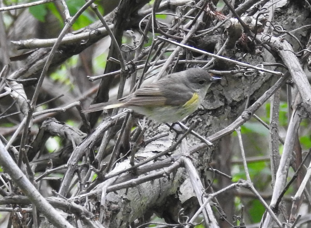 Горихвостковая древесница - ML645456314