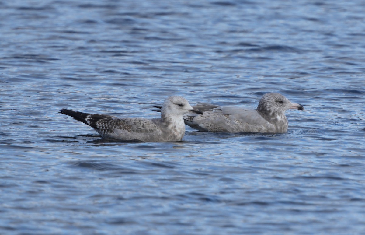 American Herring Gull - ML645456316