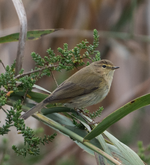 Common Chiffchaff - ML645456317
