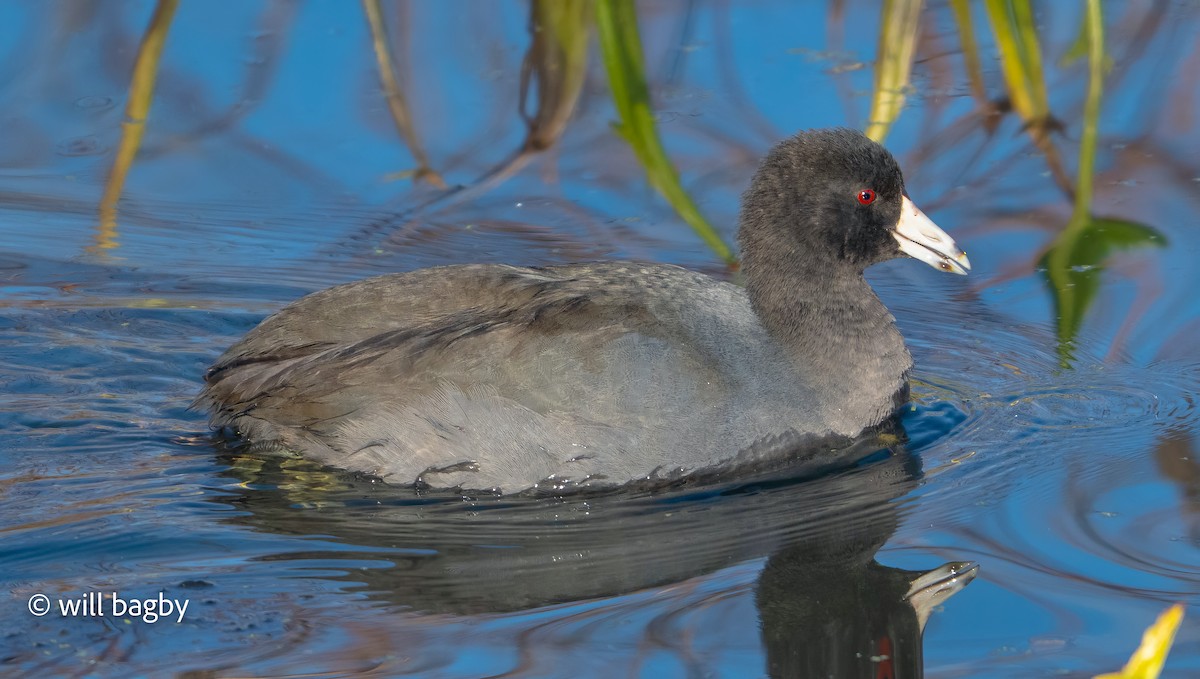 American Coot - ML645456322