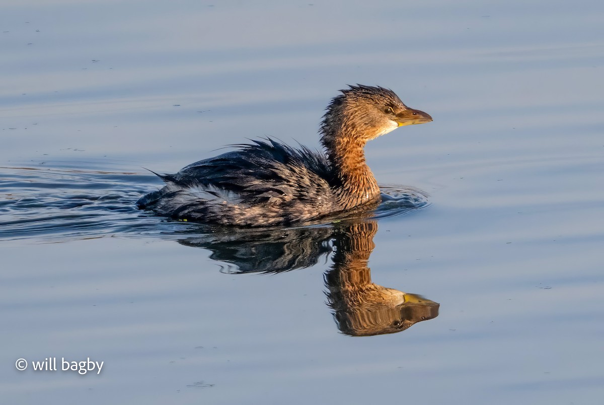 Pied-billed Grebe - ML645456325