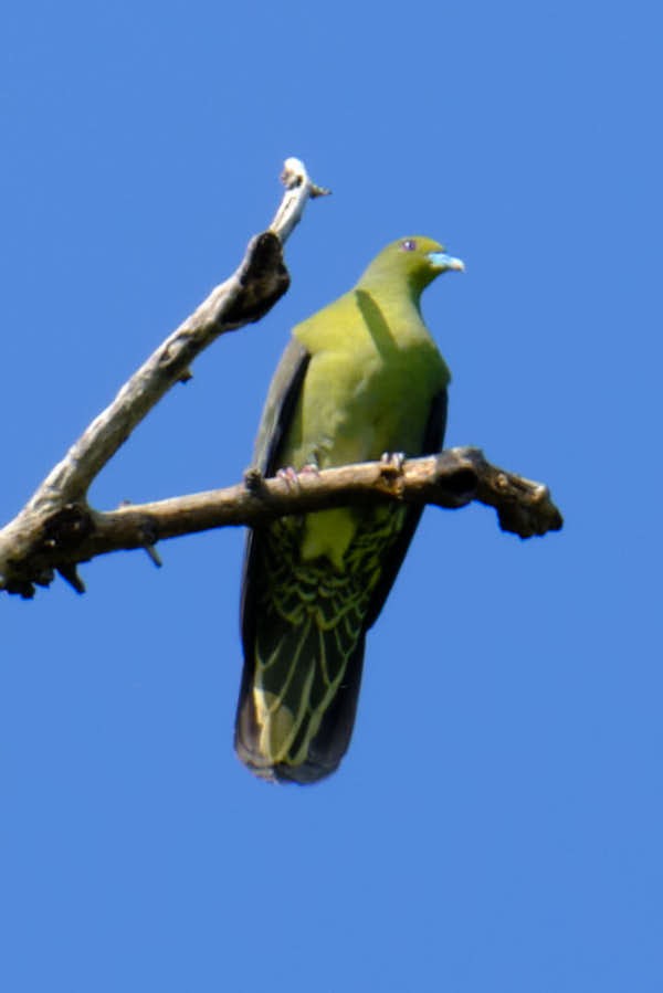 Whistling Green-Pigeon - ML645456326