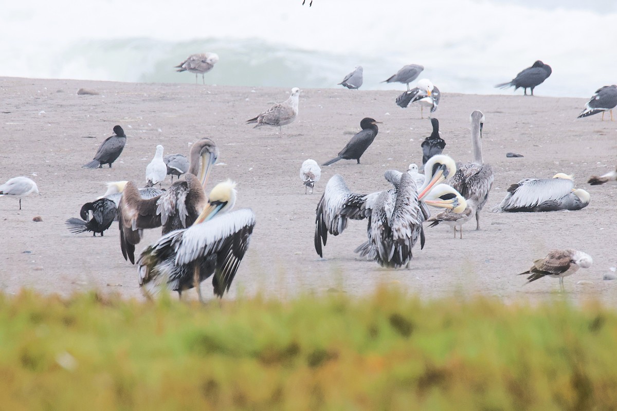 Peruvian Pelican - ML645456328