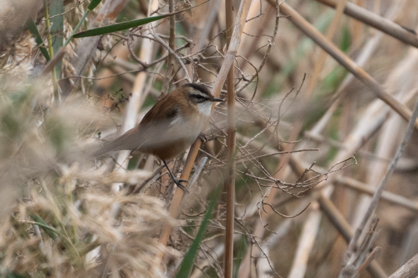 Moustached Warbler - ML645456335