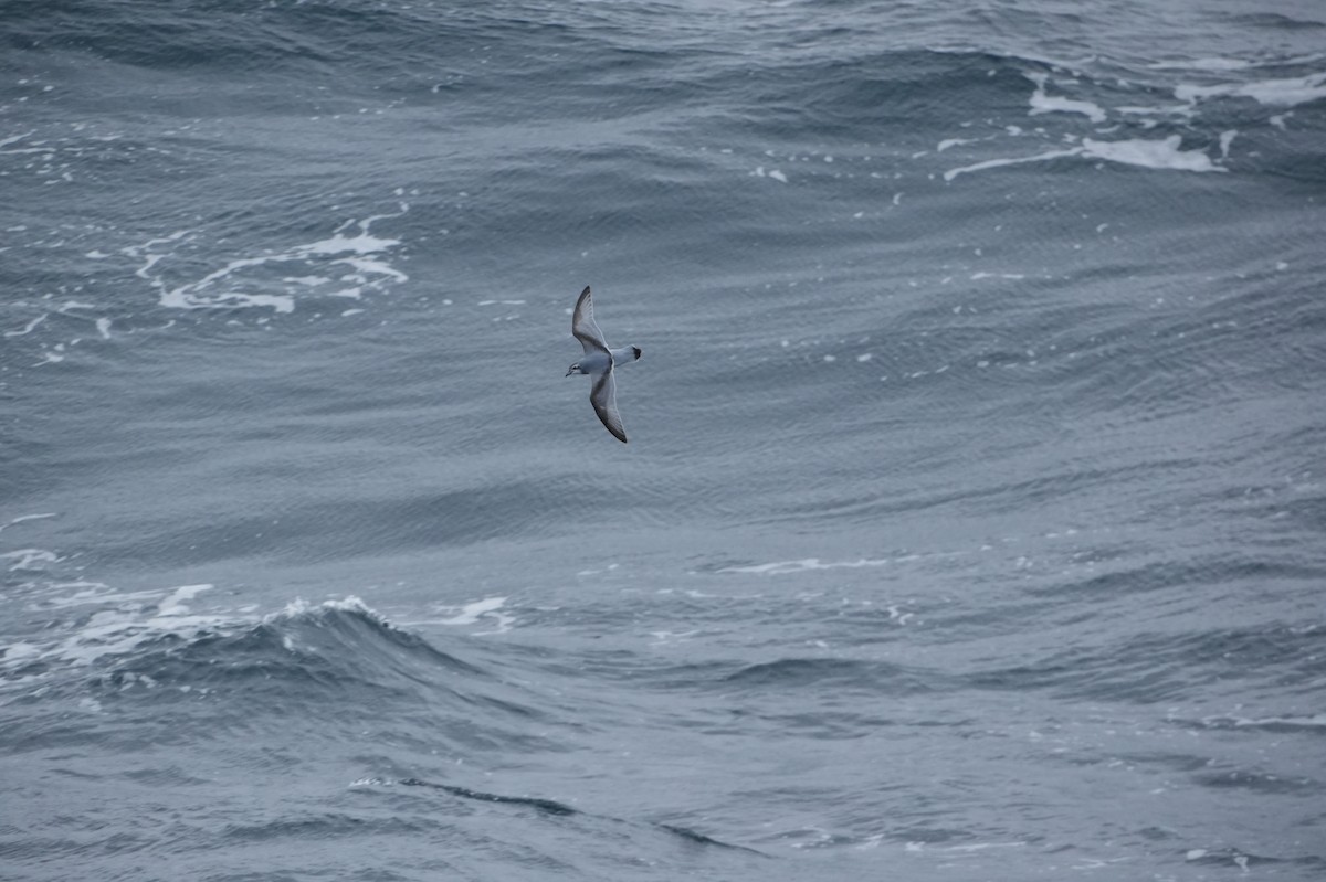 Antarctic Prion - ML645456340