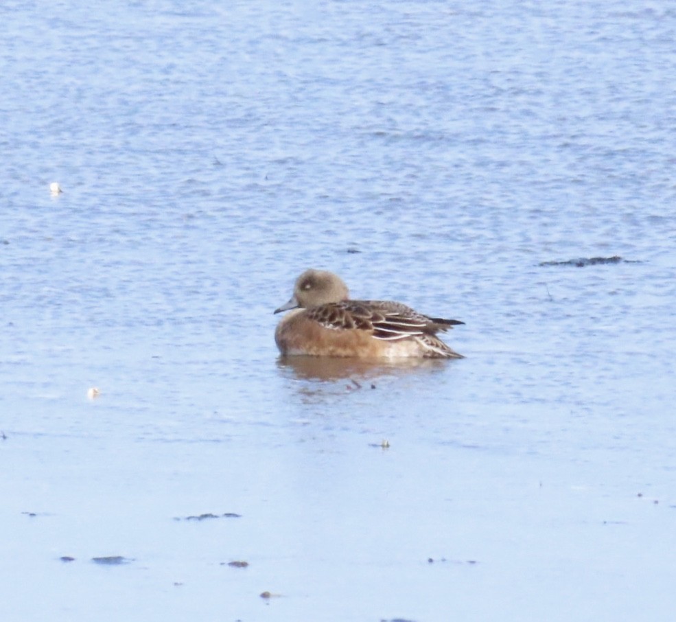 American Wigeon - ML645456343