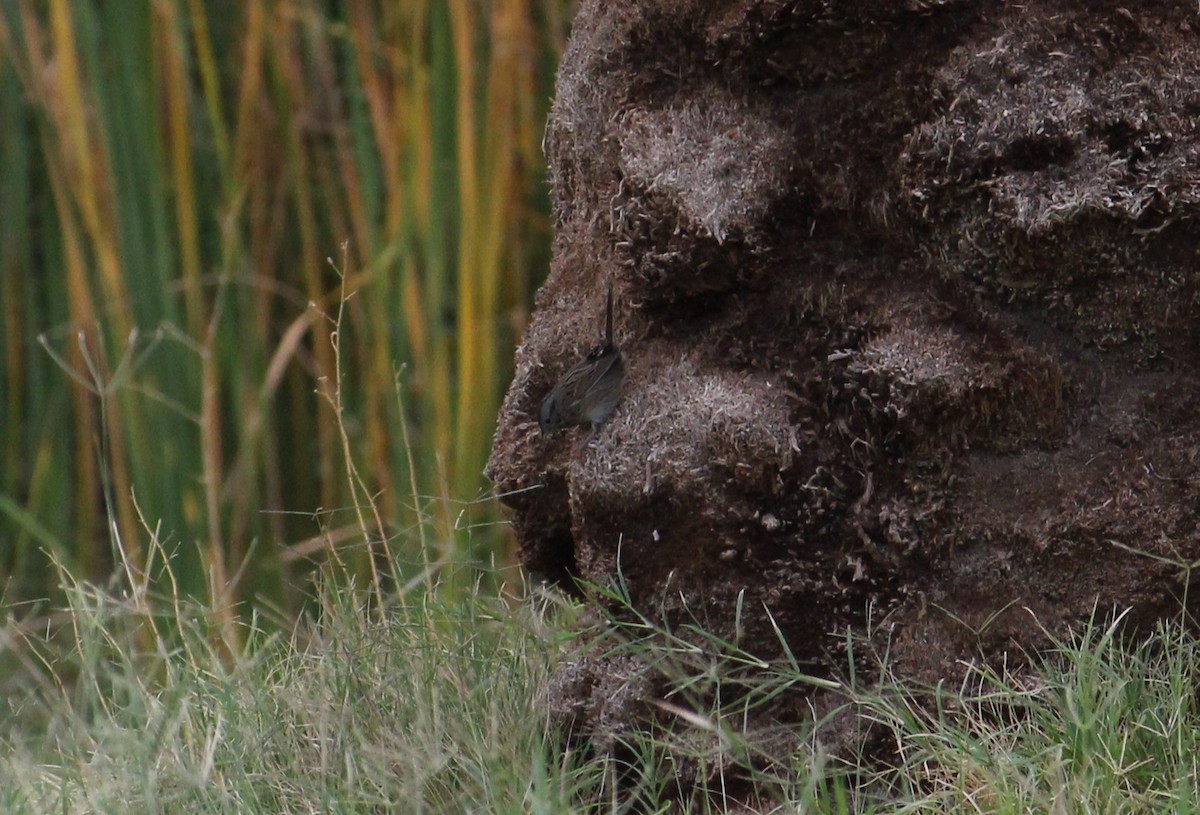 Lincoln's Sparrow - ML645456354