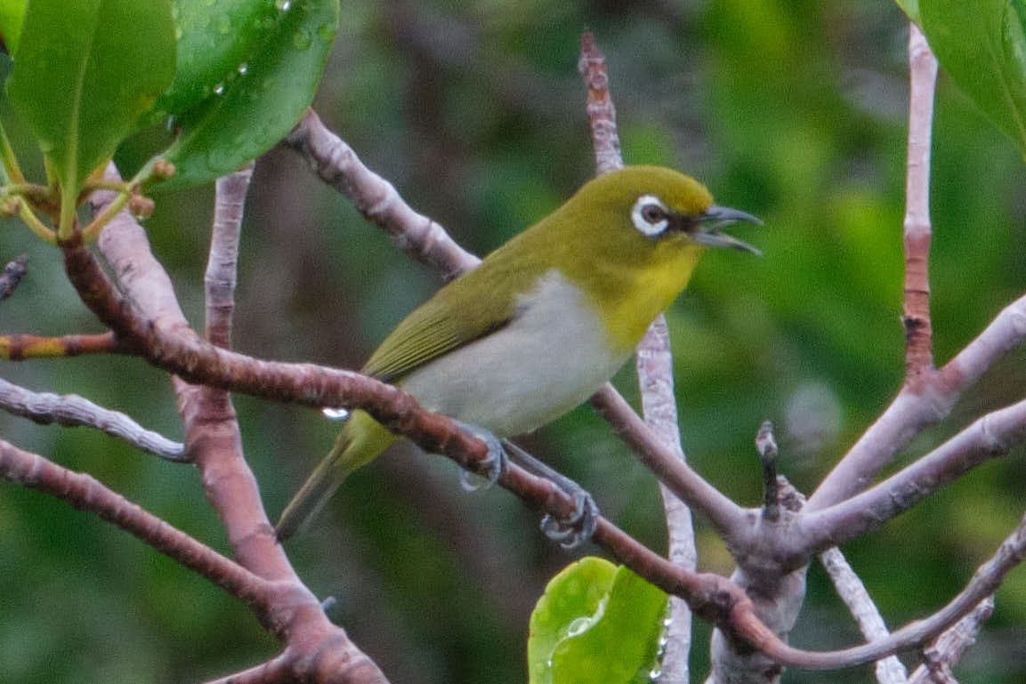 Anteojitos Japonés - ML645456355