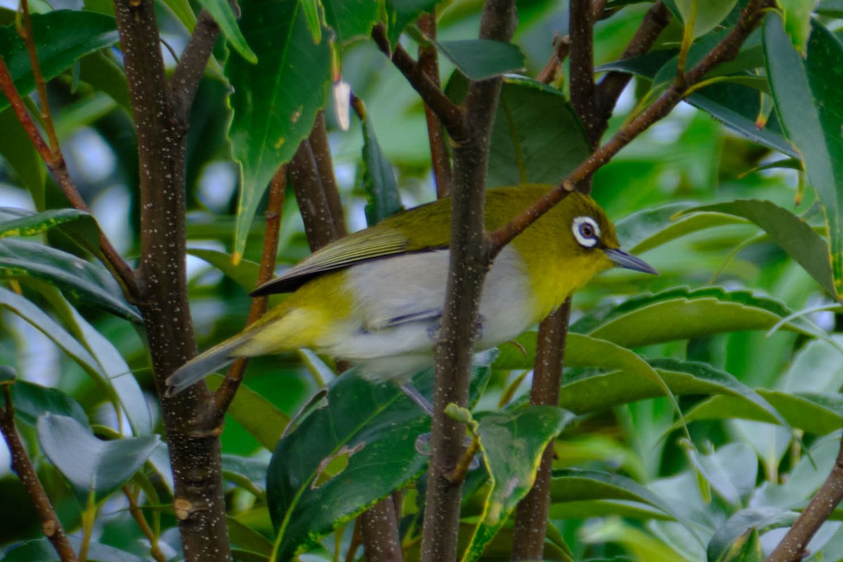 Anteojitos Japonés - ML645456356