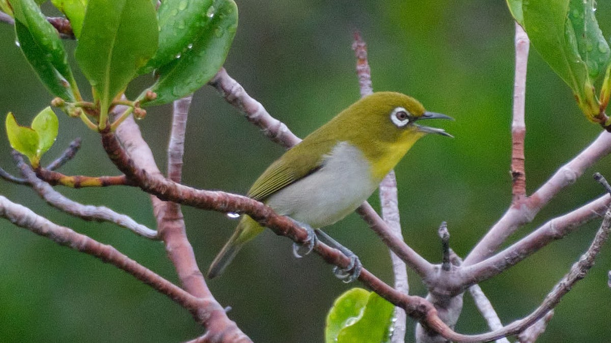 Anteojitos Japonés - ML645456357