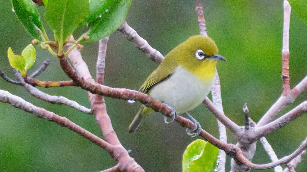 Anteojitos Japonés - ML645456358