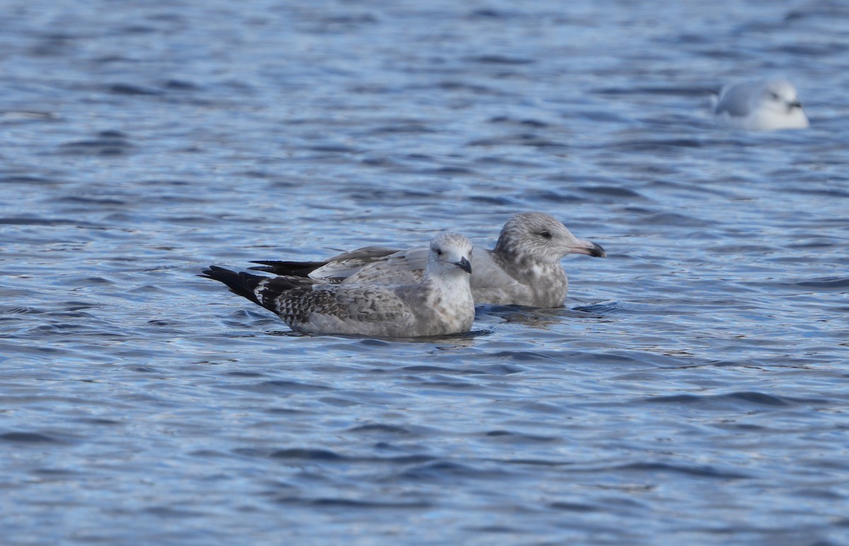 American Herring Gull - ML645456364
