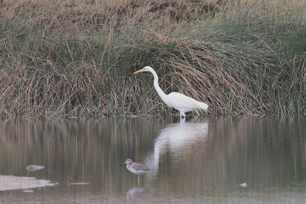 Great Egret - ML645456375