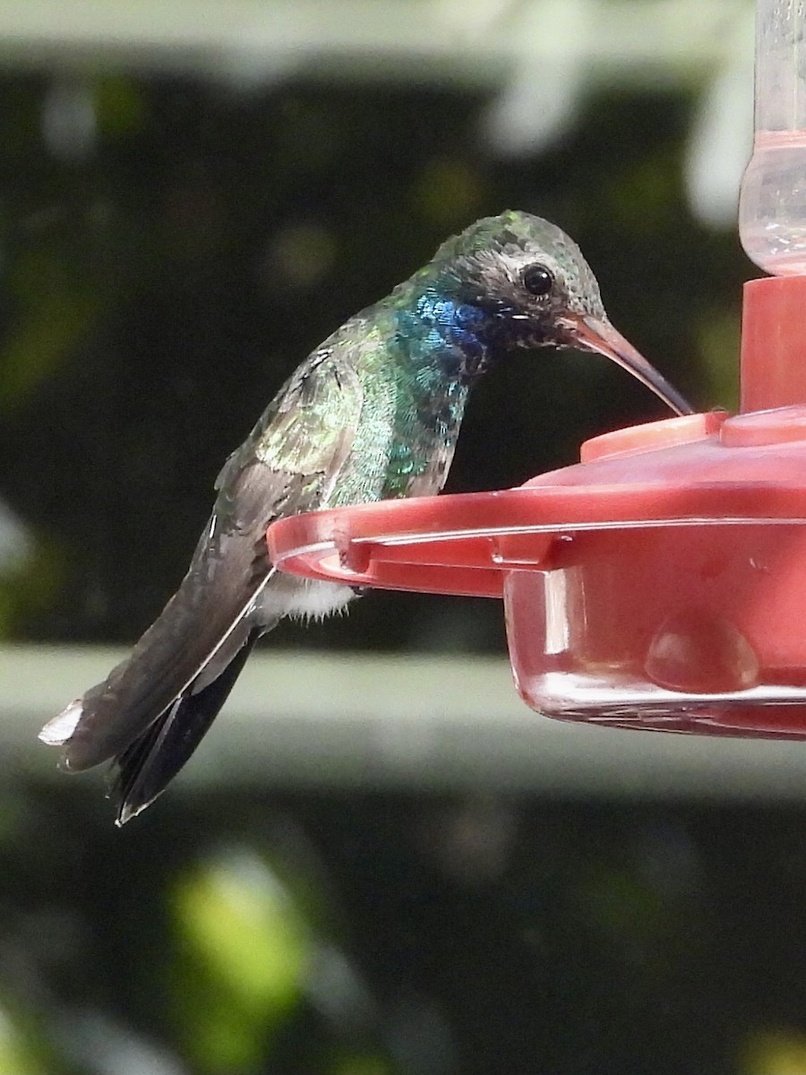 Broad-billed Hummingbird - ML645456398