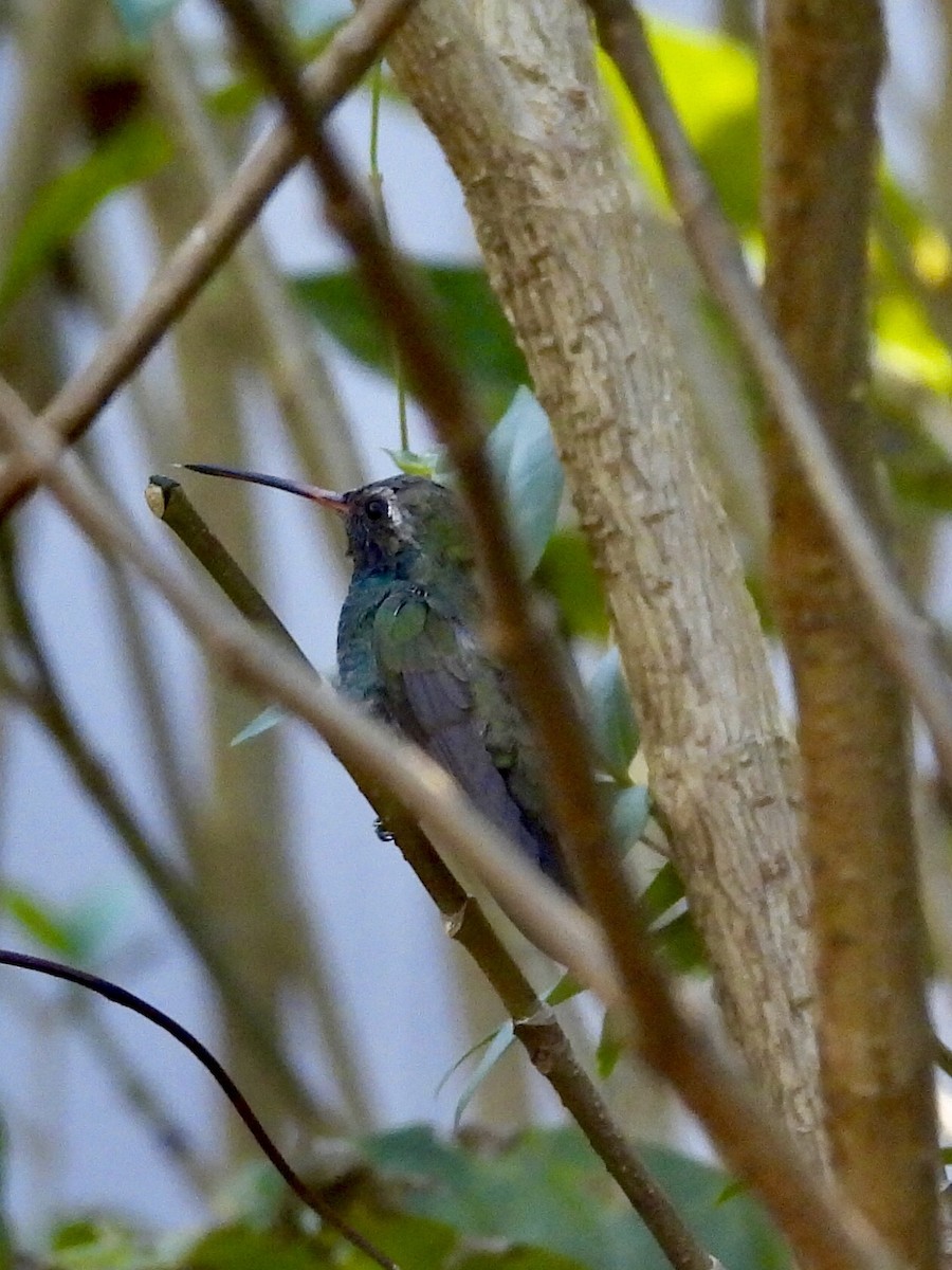 Broad-billed Hummingbird - ML645456399