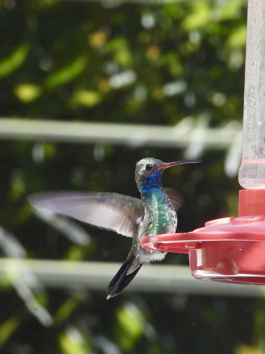Broad-billed Hummingbird - ML645456400