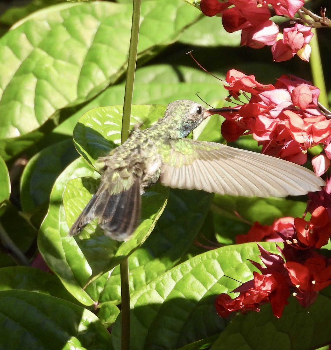 Broad-billed Hummingbird - ML645456401