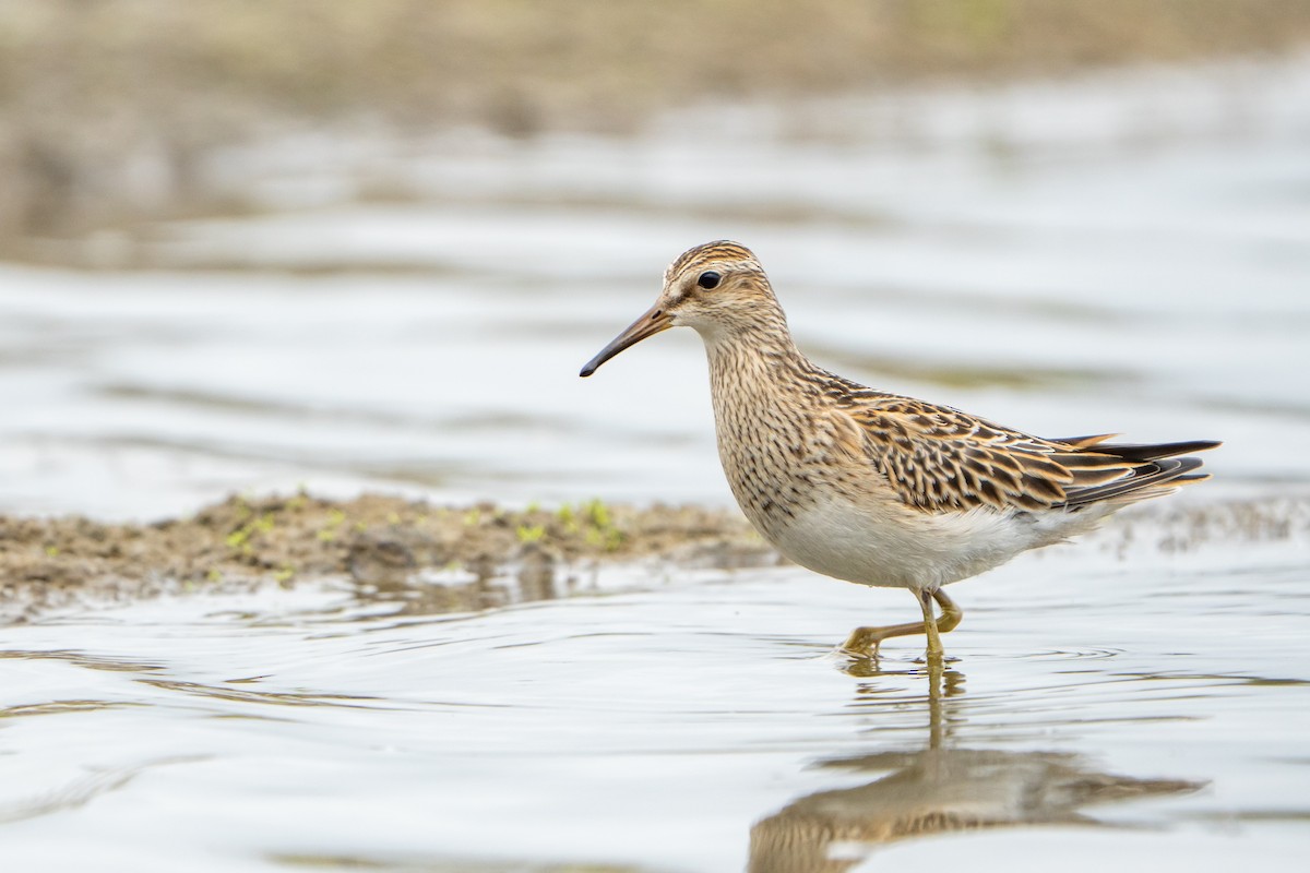 Pectoral Sandpiper - ML645456406