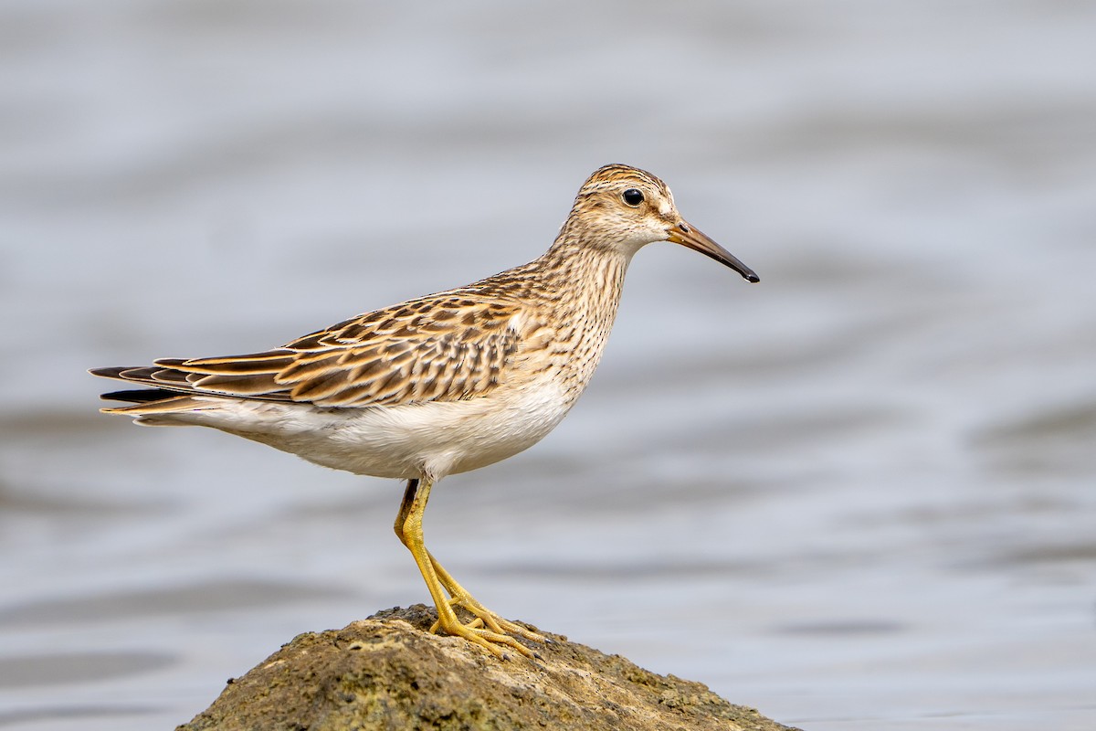 Pectoral Sandpiper - ML645456407
