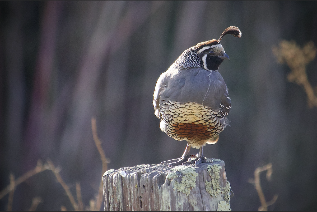 křepel kalifornský - ML645456408