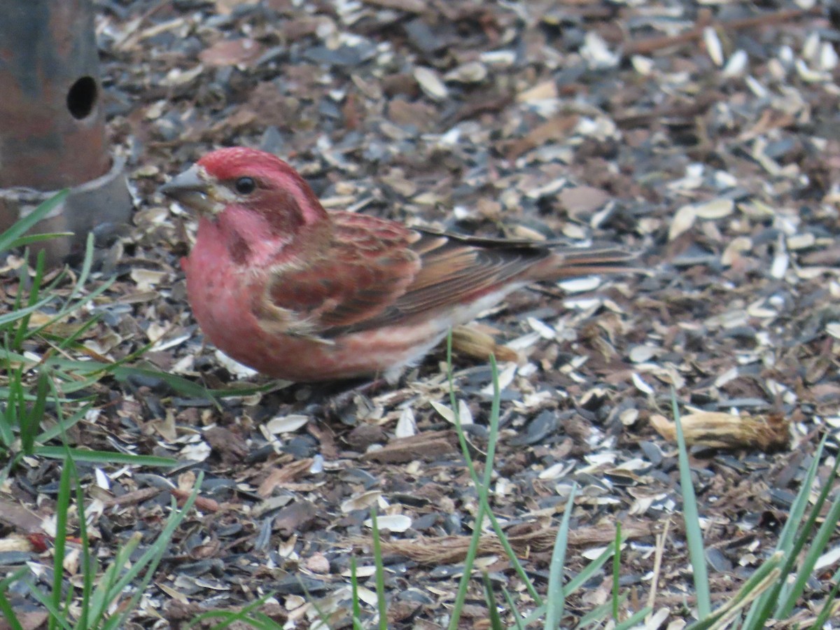 hýl nachový - ML645456412