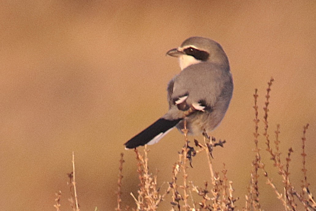 Iberian Gray Shrike - ML645456415
