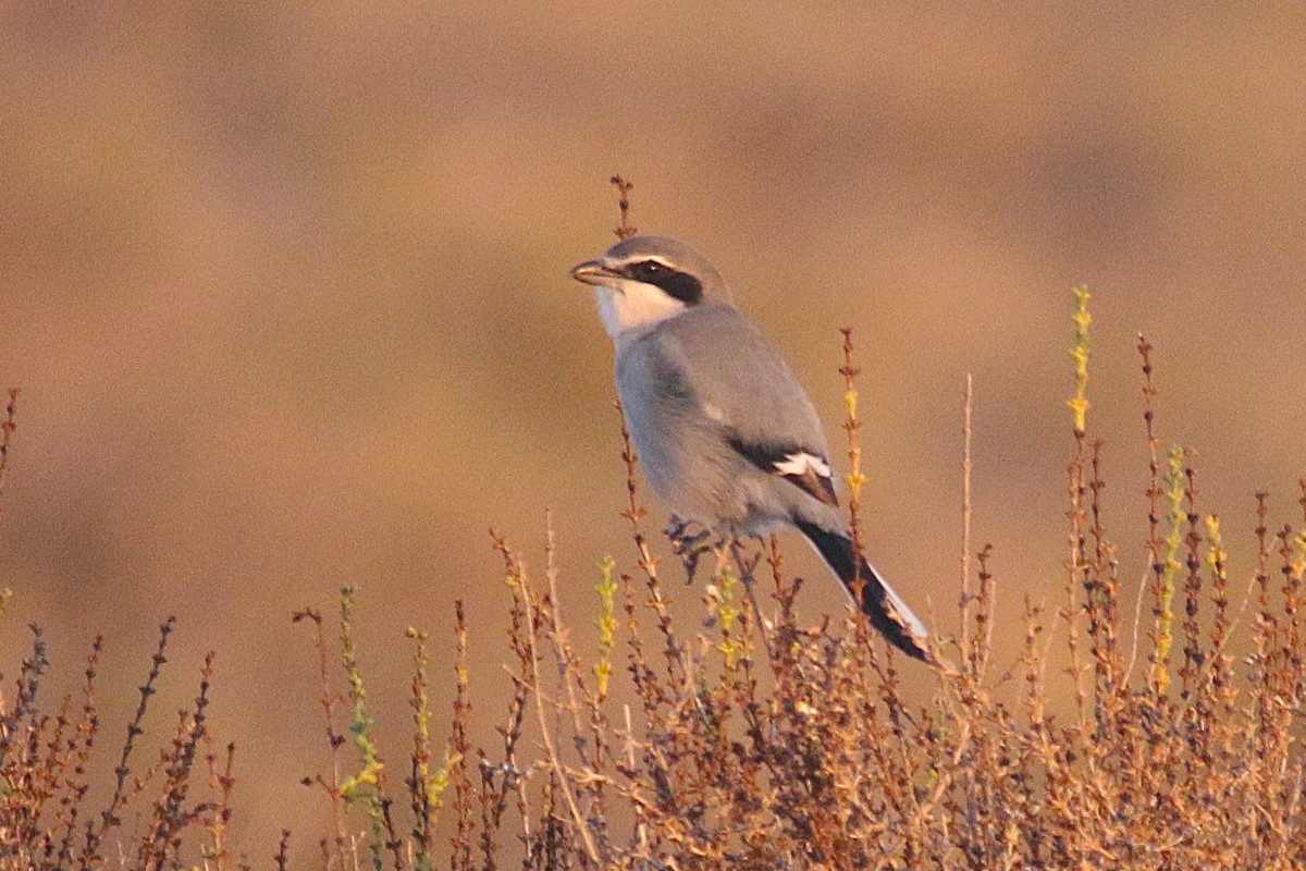 Iberian Gray Shrike - ML645456416
