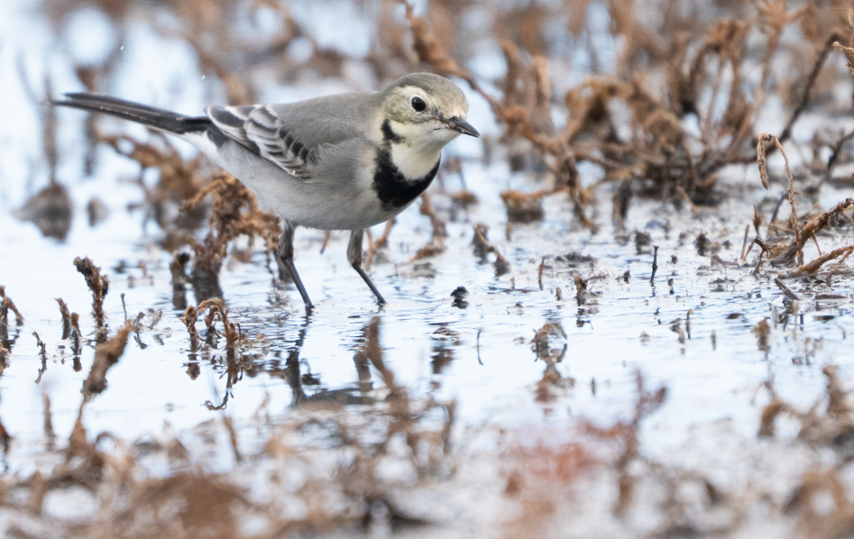 White Wagtail - ML645456419