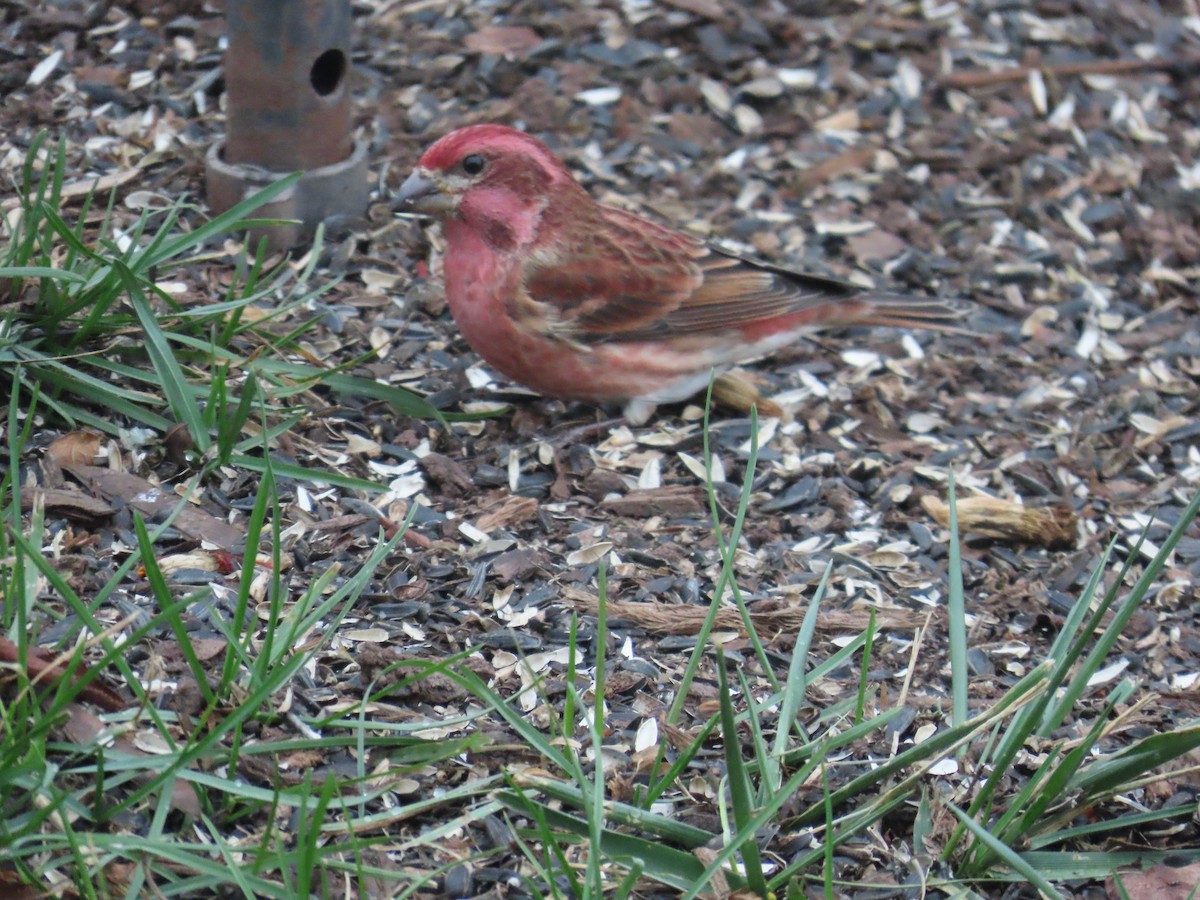 hýl nachový - ML645456426