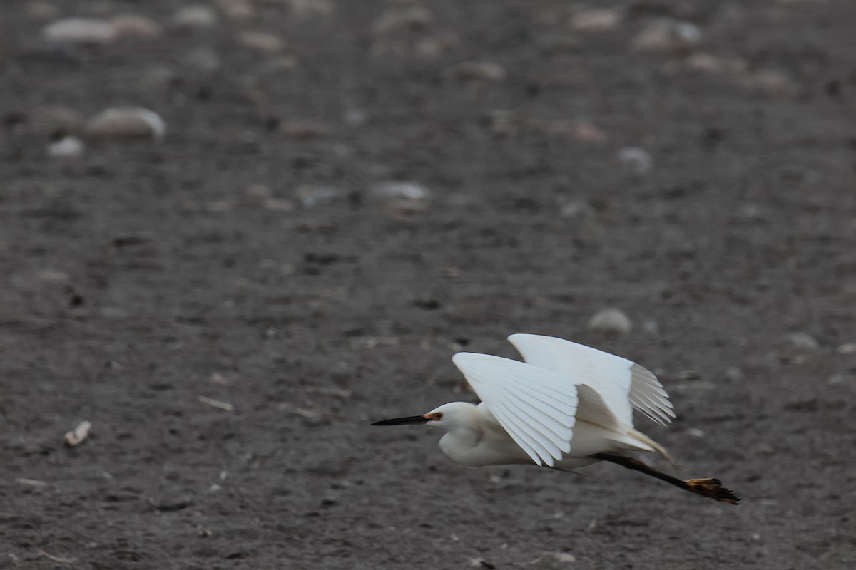 Snowy Egret - ML645456428