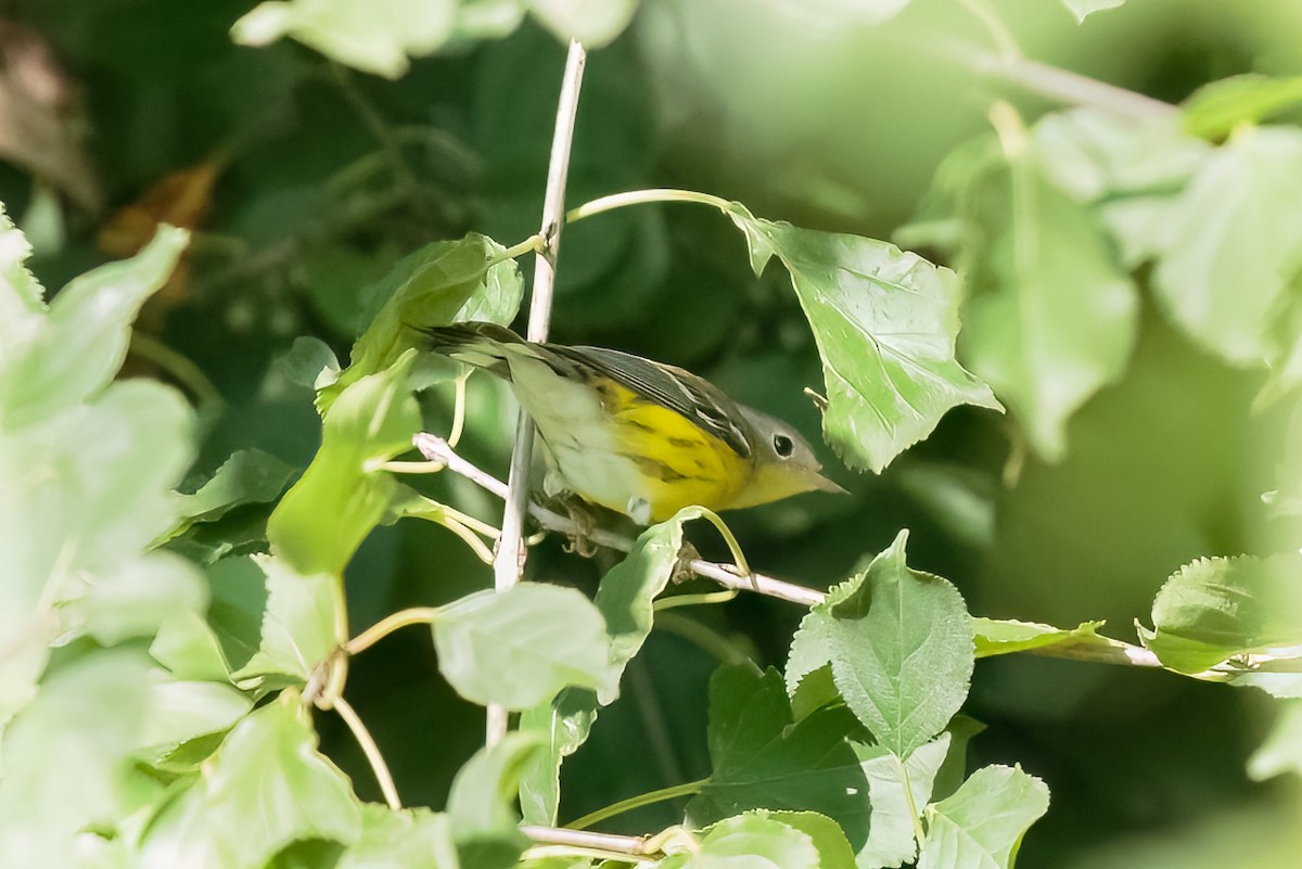 Magnolia Warbler - ML645456430